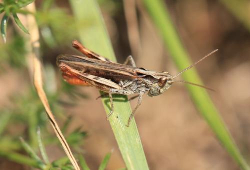 Réf. 311 988 : Chorthippus vagans vagans